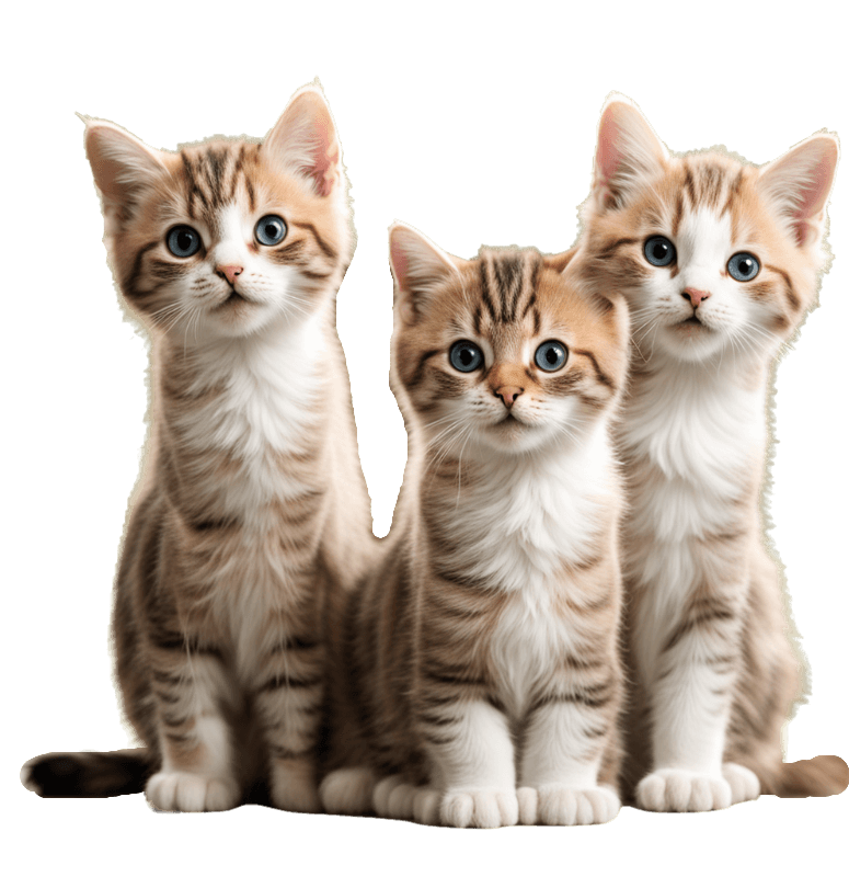 Best Cat Grooming service in Bangalore