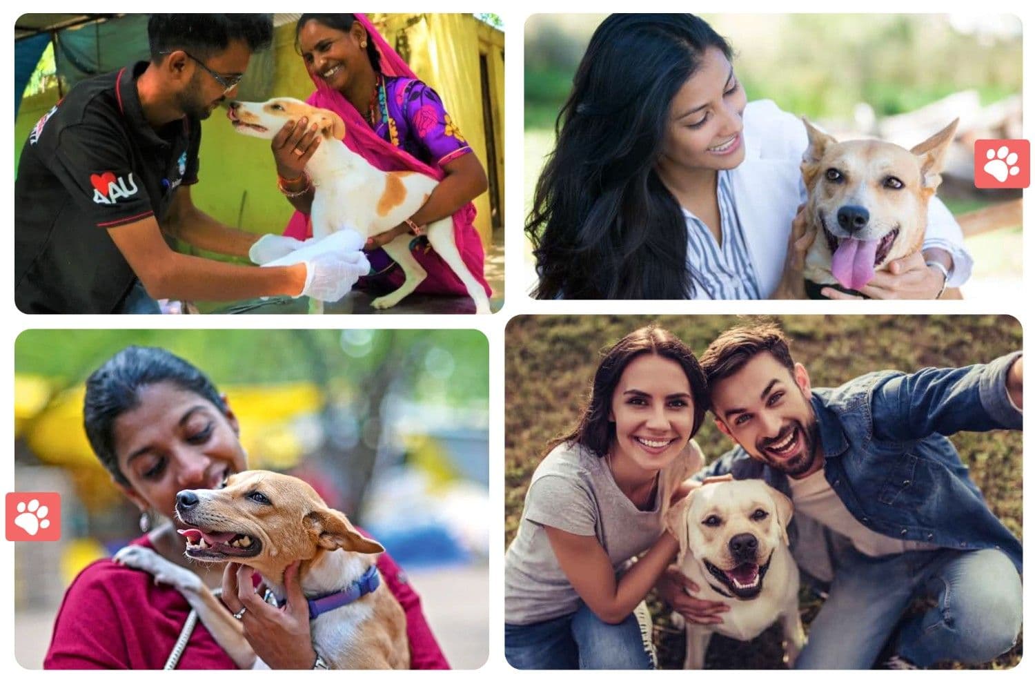 Pet owner playing with dog showing love and care